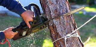 Best Hazardous Tree Removal  in Rifle, CO