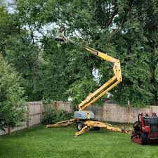 Best Storm Damage Tree Cleanup  in Rifle, CO