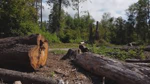 Best Arborist Consultation Services  in Rifle, CO