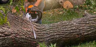 Best Commercial Tree Services  in Rifle, CO