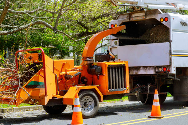 Why Choose Our Tree Removal Services in Rifle, CO?