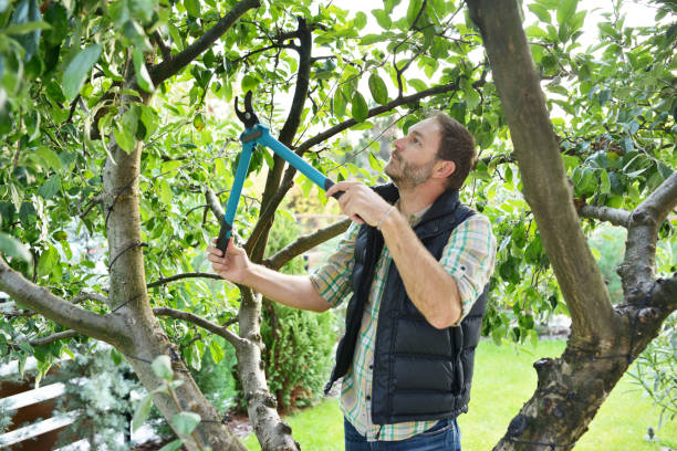 Best Tree Trimming and Pruning  in Rifle, CO